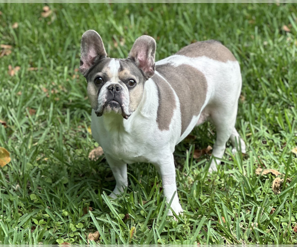 Medium Photo #6 French Bulldog Puppy For Sale in Weston, FL, USA