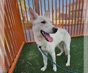 German Shepherd Dog-Unknown Mix Dogs for adoption in Las Vegas, NV, USA
