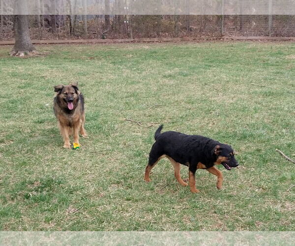 Medium Photo #3 Mutt Puppy For Sale in Garden City, NY, USA