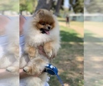 Small Photo #11 Pomeranian Puppy For Sale in SHERMAN OAKS, CA, USA
