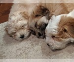 Small Photo #21 Coton de Tulear Puppy For Sale in YELM, WA, USA