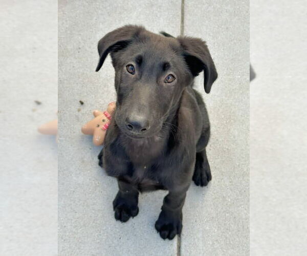 Medium Photo #2 Shepradors Puppy For Sale in Santa Cruz, CA, USA