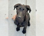 Small #1 Shepradors