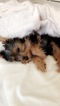 Small Photo #6 Yorkshire Terrier Puppy For Sale in SEATTLE, WA, USA