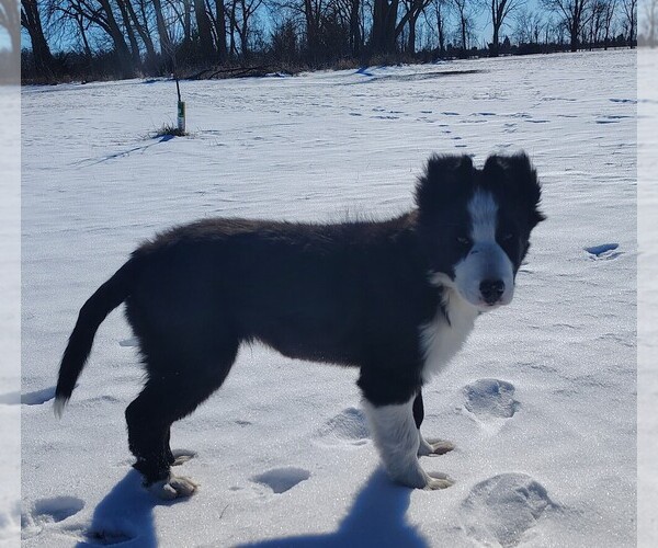 Medium Photo #1 Border Collie Puppy For Sale in NORBORNE, MO, USA