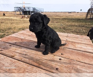 Goldendoodle Puppy for sale in LEON, KS, USA