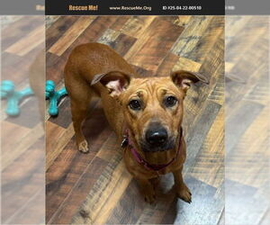 American Staffordshire Terrier-Black Mouth Cur Mix Dogs for adoption in Benton, PA, USA