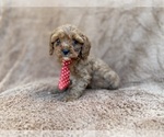 Small #7 Cavapoo (Miniature)