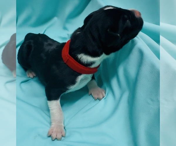 Medium Photo #1 Great Dane Puppy For Sale in MARSHVILLE, NC, USA