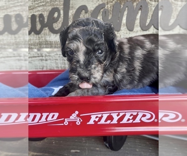Medium Photo #5 Goldendoodle Puppy For Sale in MCKINNEY, TX, USA