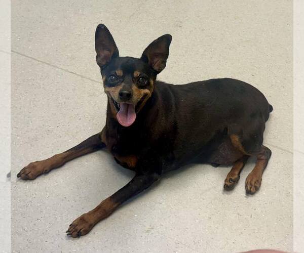 Medium Photo #3 Miniature Pinscher Puppy For Sale in Spring Lake, NC, USA