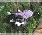Small Photo #8 American Pit Bull Terrier Puppy For Sale in BONNEY LAKE, WA, USA