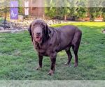 Small #2 Labrador Retriever
