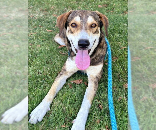 Medium Photo #1 Black and Tan Coonhound-German Shepherd Dog Mix Puppy For Sale in Sacramento, CA, USA