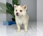 Small Photo #9 Pomsky Puppy For Sale in FRANKLIN, IN, USA