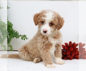 Bernedoodle (Miniature) Puppy for sale in EPHRATA, PA, USA