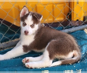 Siberian Husky Puppy for sale in HEPPNER, OR, USA