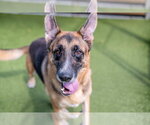 Small Photo #2 German Shepherd Dog-Unknown Mix Puppy For Sale in Hilton Head, SC, USA