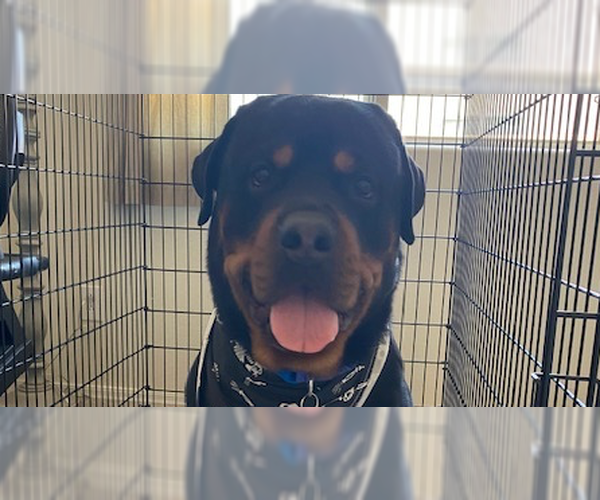 Medium Photo #1 Rottweiler Puppy For Sale in Gilbert, AZ, USA