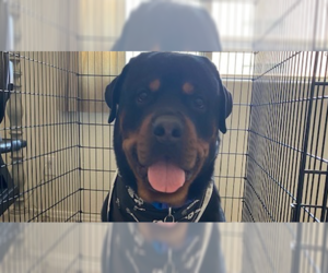 Rottweiler Dogs for adoption in Gilbert, AZ, USA