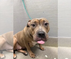 Mutt Dogs for adoption in Las Vegas, NV, USA