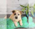 Small Photo #2 Australian Cattle Dog Puppy For Sale in ASHLAND, OH, USA