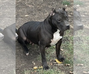 Mother of the American Pit Bull Terrier puppies born on 05/03/2026