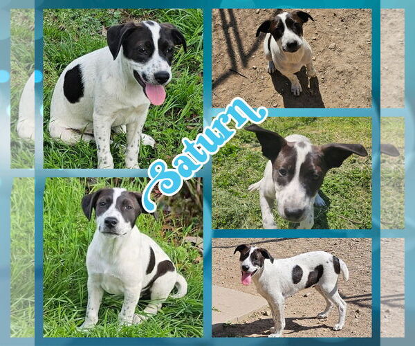 Medium Photo #2 Border Collie Puppy For Sale in Blacksburg, SC, USA