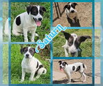 Small #1 Border Collie