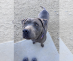 Small Photo #7 American Staffordshire Terrier-Unknown Mix Puppy For Sale in Incline Village, NV, USA