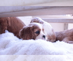 Small Photo #14 Cavalier King Charles Spaniel Puppy For Sale in ALBUQUERQUE, NM, USA