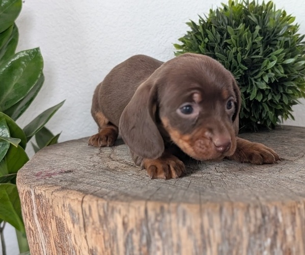 Medium Photo #45 Dachshund Puppy For Sale in GOSHEN, IN, USA