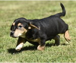Small #1 Dachsador