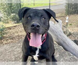 Labrador Retriever-Unknown Mix Dogs for adoption in Martinez, CA, USA