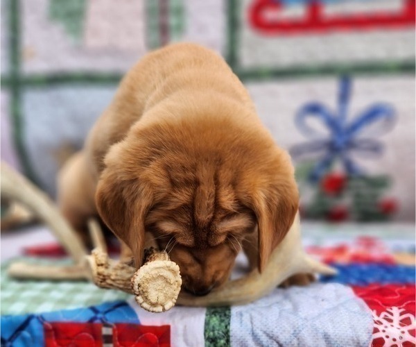 Medium Photo #3 Labrador Retriever Puppy For Sale in BUFFALO, NY, USA