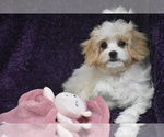 Small #3 Cavachon