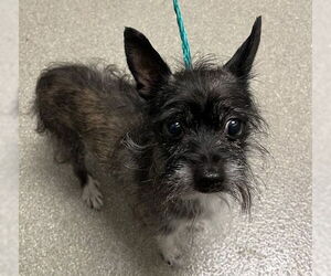 Mutt Dogs for adoption in Las Vegas, NV, USA