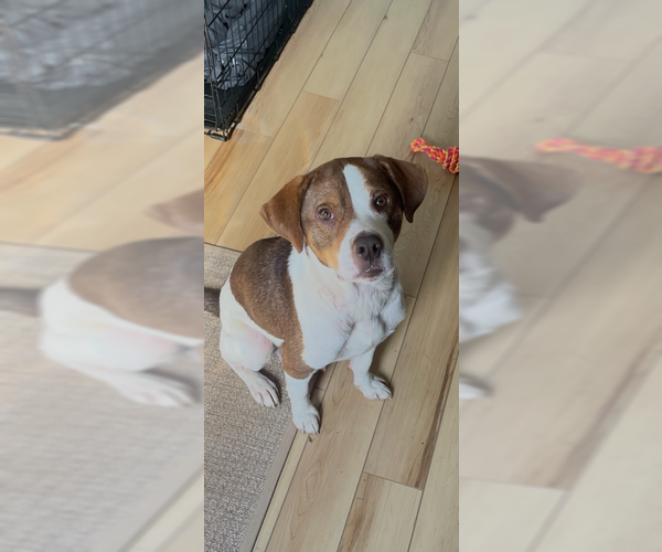 Medium Photo #1 Beagle-Unknown Mix Puppy For Sale in Springdale, PA, USA