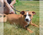 Small #8 Boxer-Bull Terrier Mix