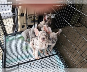 French Bulldog Puppy for sale in MIAMI, FL, USA