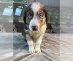 Small Photo #44 Australian Shepherd Puppy For Sale in SALISBURY, NC, USA