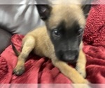 Small Photo #12 Belgian Malinois Puppy For Sale in REESEVILLE, WI, USA