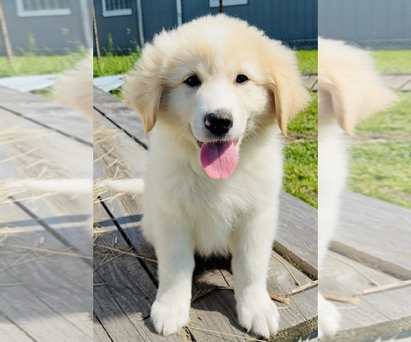 Medium Photo #12 Maremma Sheepdog Puppy For Sale in CONNEAUT, OH, USA