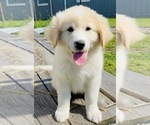 Small #11 Maremma Sheepdog
