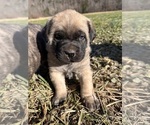 Small Mastiff