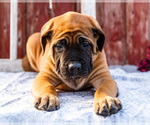 Small Photo #49 Mastiff Puppy For Sale in WAKARUSA, IN, USA