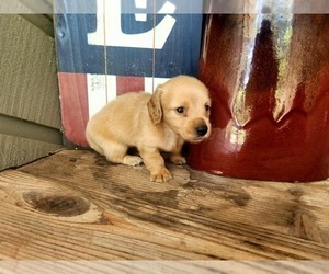 Dachshund Puppy for sale in GALENA, KS, USA