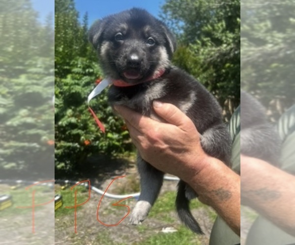 Medium Photo #4 German Shepherd Dog Puppy For Sale in SWANSBORO, NC, USA