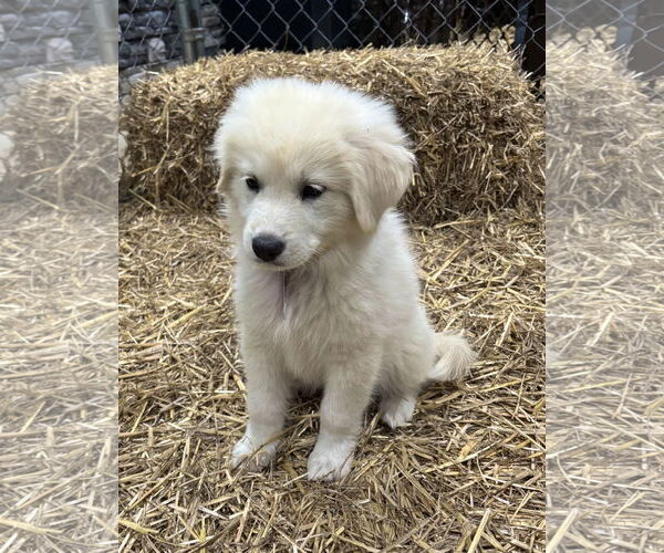 Medium Photo #9 Great Pyrenees Puppy For Sale in Spring, TX, USA