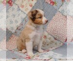 Small Photo #4 Miniature Australian Shepherd Puppy For Sale in HARRISON, OH, USA